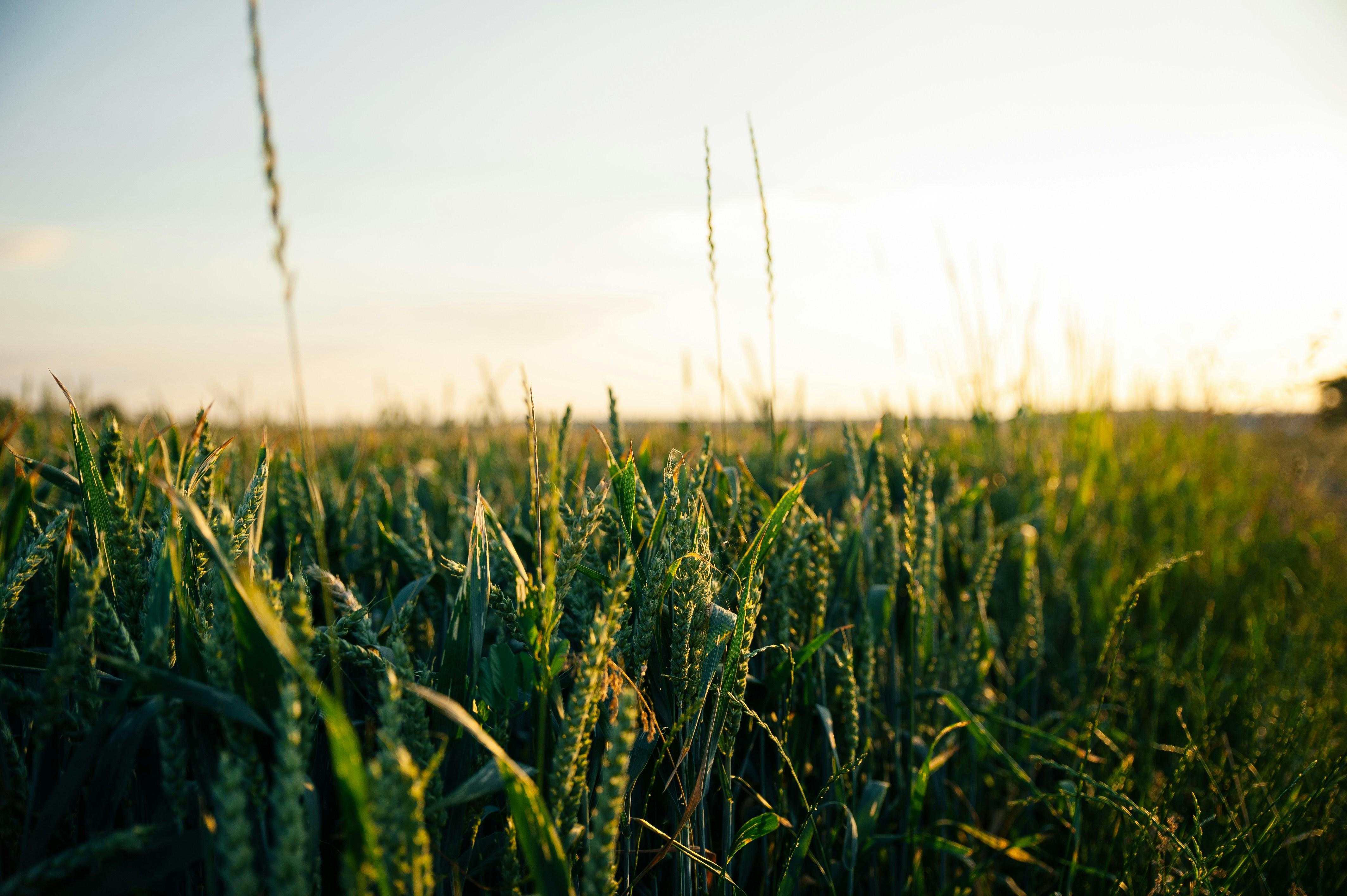 Balancing Light and Lens: Practical Tips for Cinematic Depth